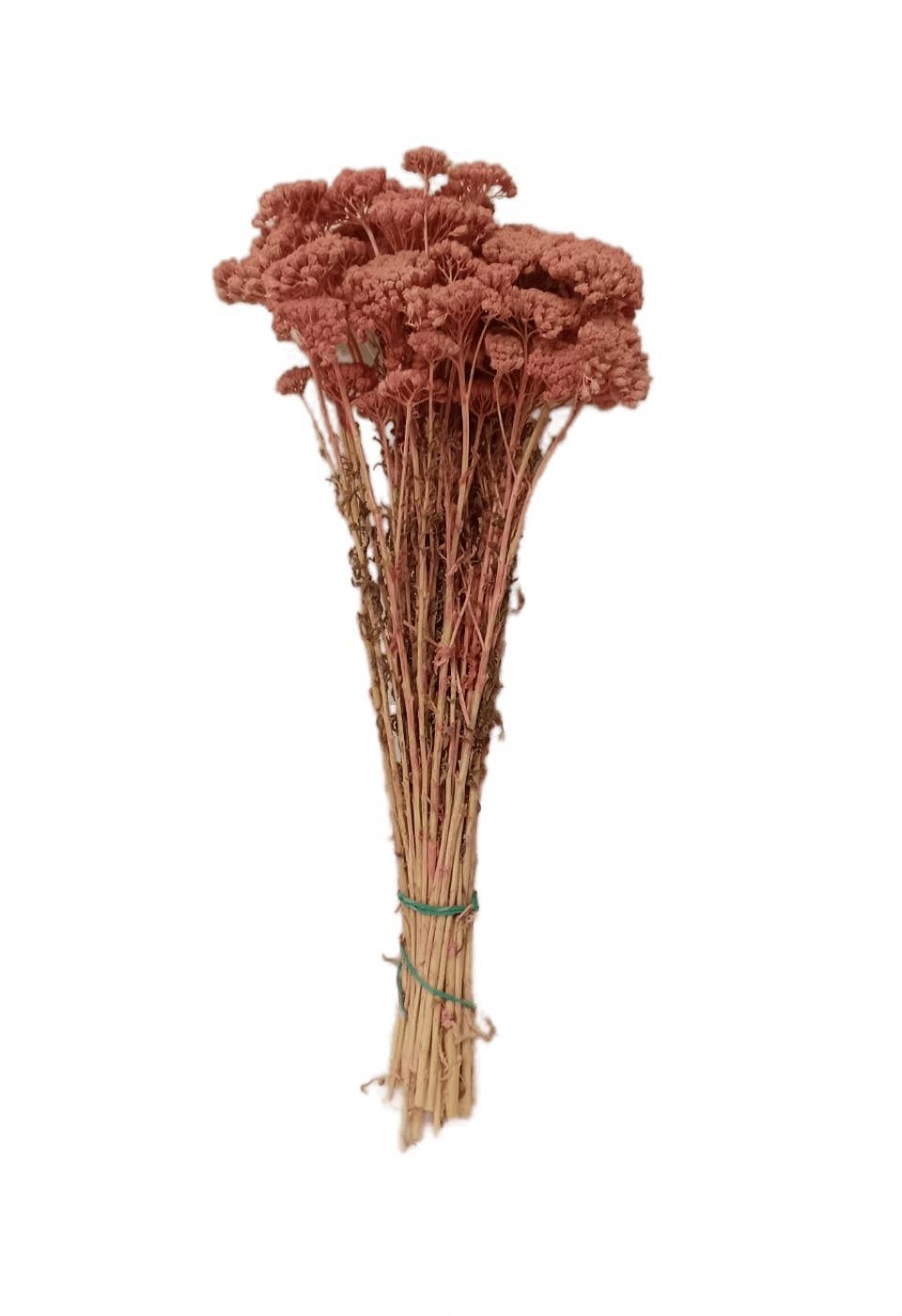 Concari.flores Preservadas – Engroshandel Tørrede/pressede blomster – Bevarret lille achillea3