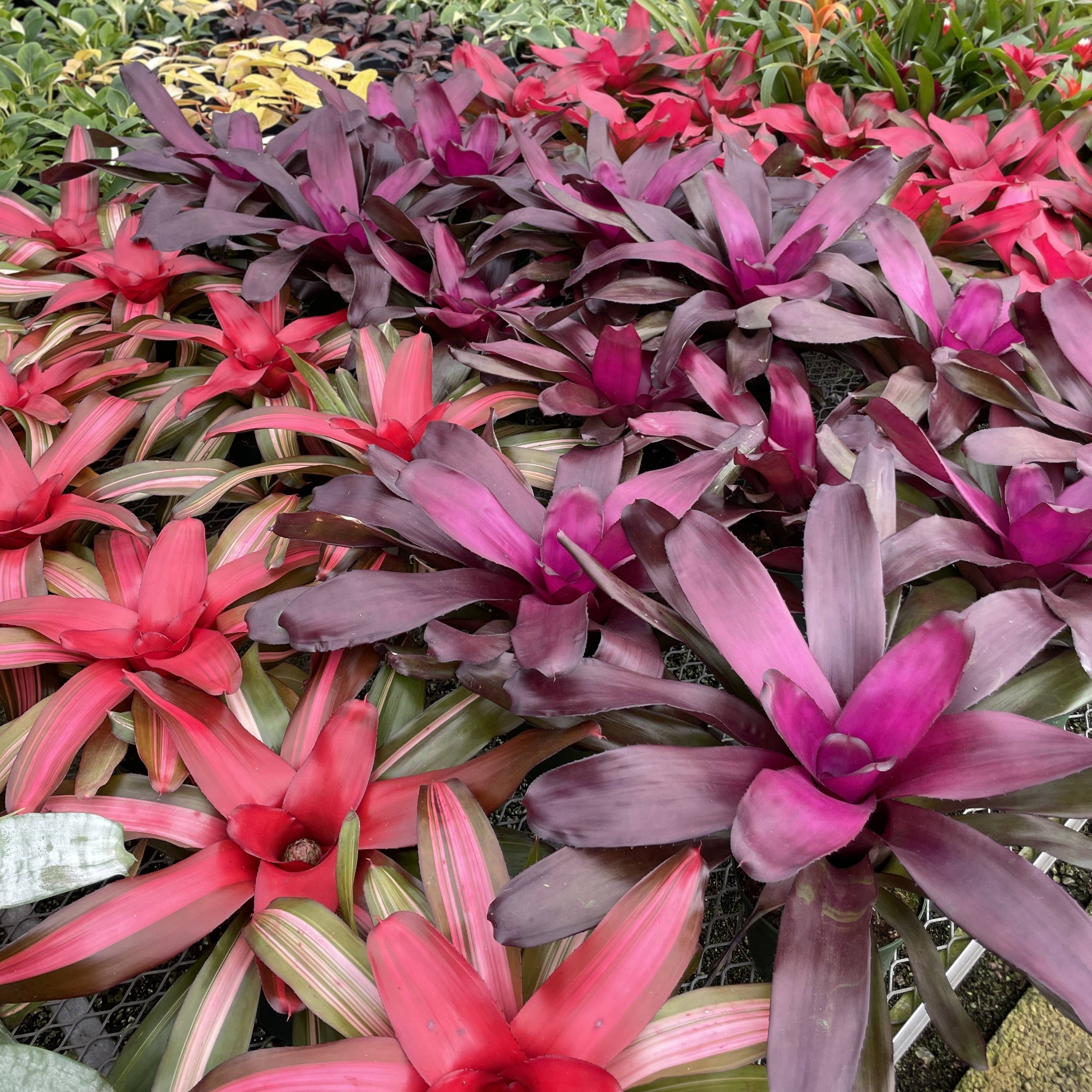 Thorsen's Greenhouse - Wholesale Live Plant - Bromeliad Neoregelia 'Neos' - Live Plant - Assorted18