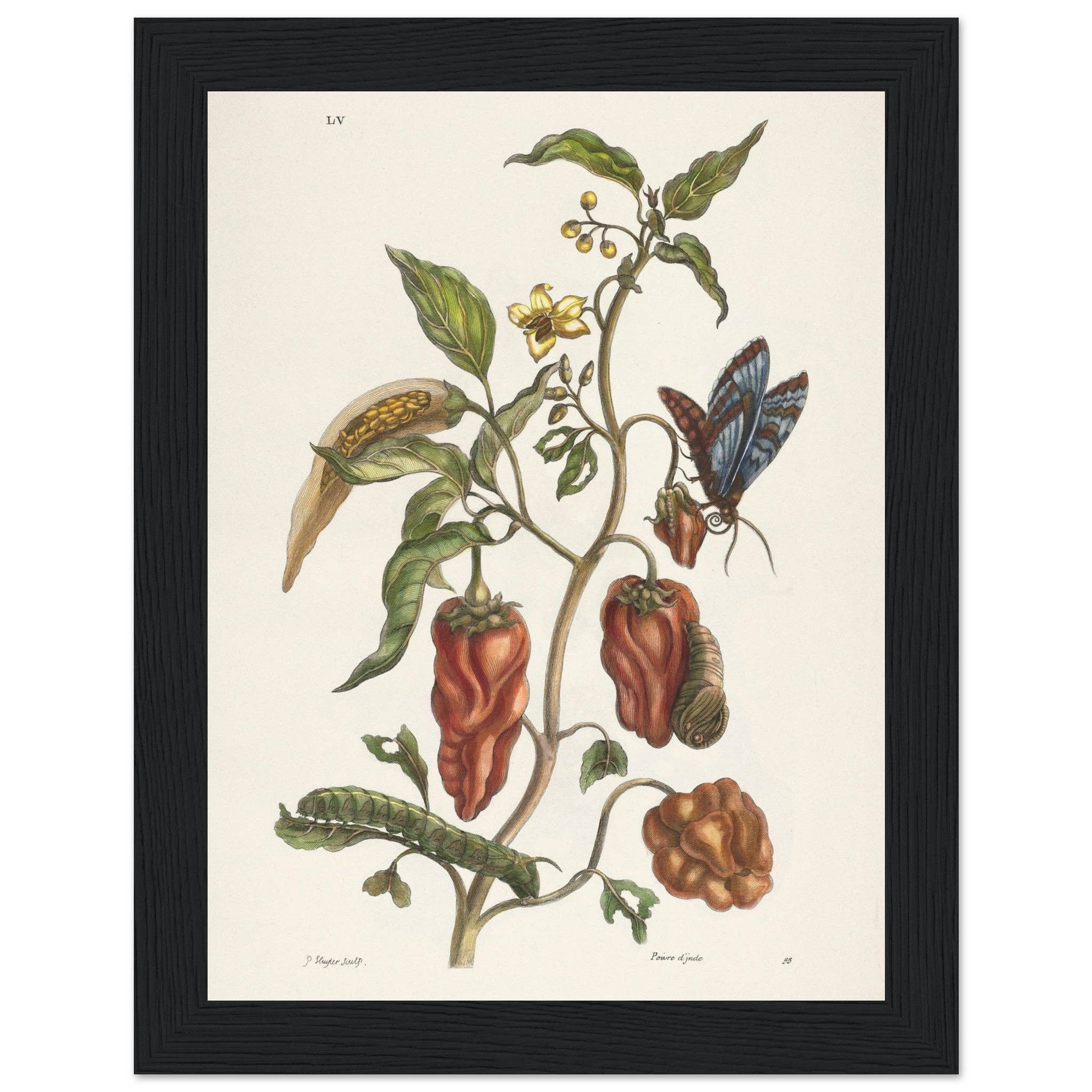 Maison de Paloma - Wholesale Art Print - Poivre d'Inde21