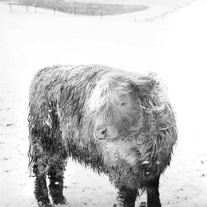 Libby in the Wind for wholesale by Tommy's Print Shop