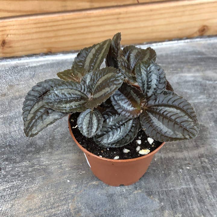 Pilea Norfolk, 2" Plant for wholesale by The Plant Farm