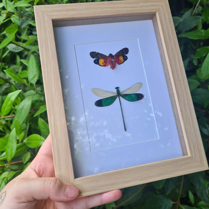 Mellows Delightful Oddities - Wholesale Wall Accent - Large Mix Bundle | Entomology | Taxidermy | Oddities | Curio2