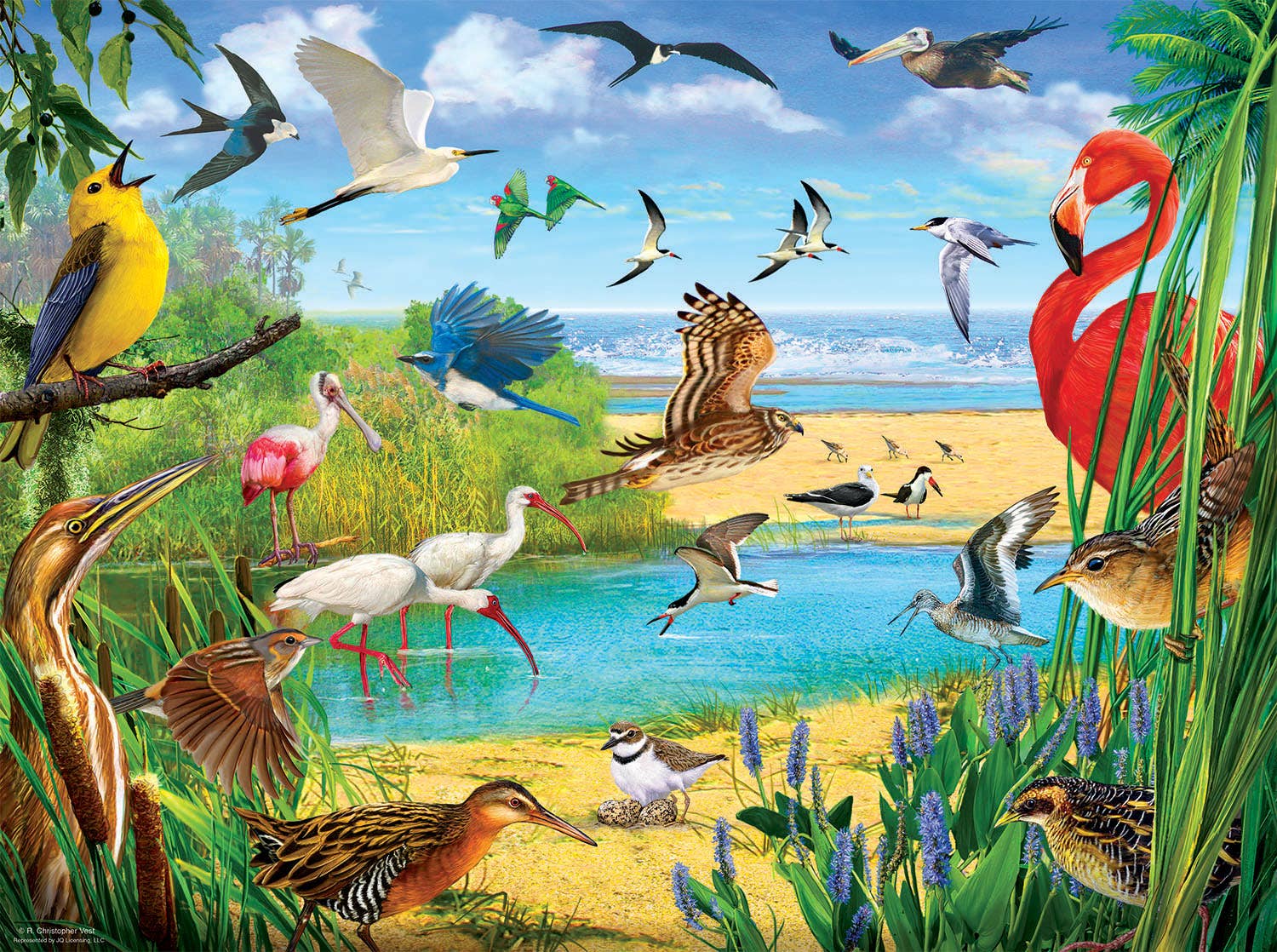 SunsOut - Wholesale Puzzle - Adult - 5272 Florida Birds 1000 pc Puzzle