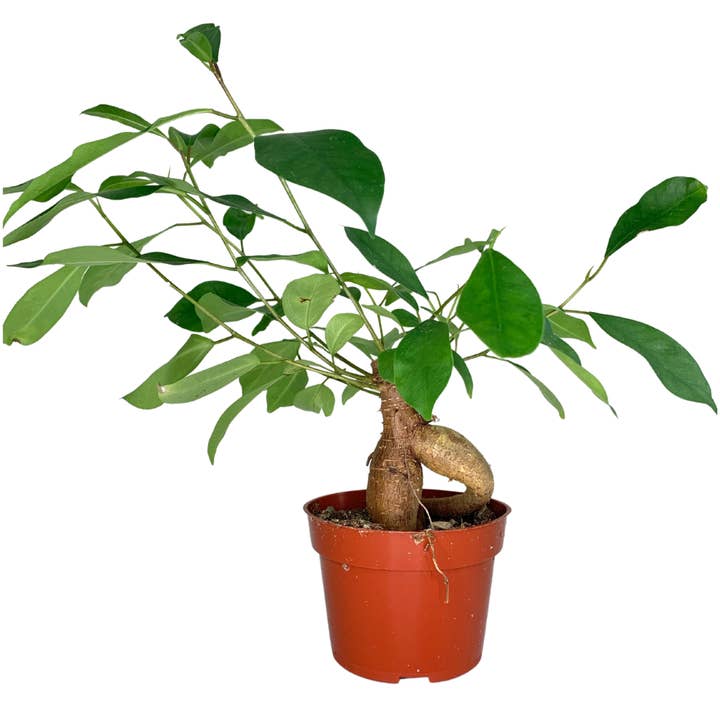 Flow State - Wholesale Live Plant - 4" Ficus Ginseng (Ficus retusa) – Wholesale Live Houseplant