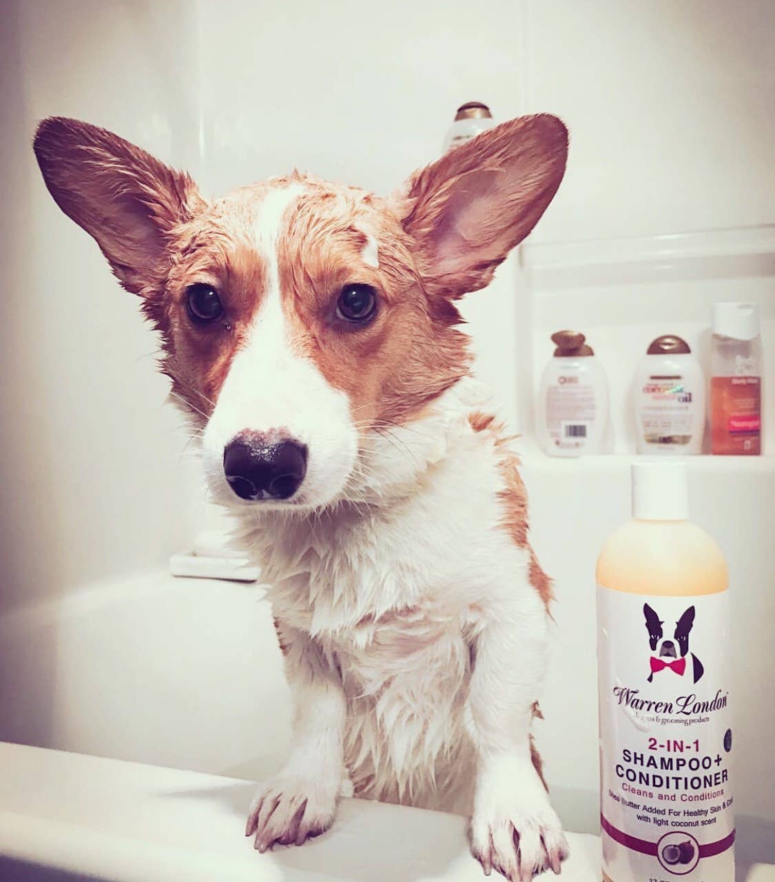 Warren London Dog Products - Wholesale Pet Shampoo - Dog - Shampoo: 2in1 plus Conditioner - 2 Sizes6