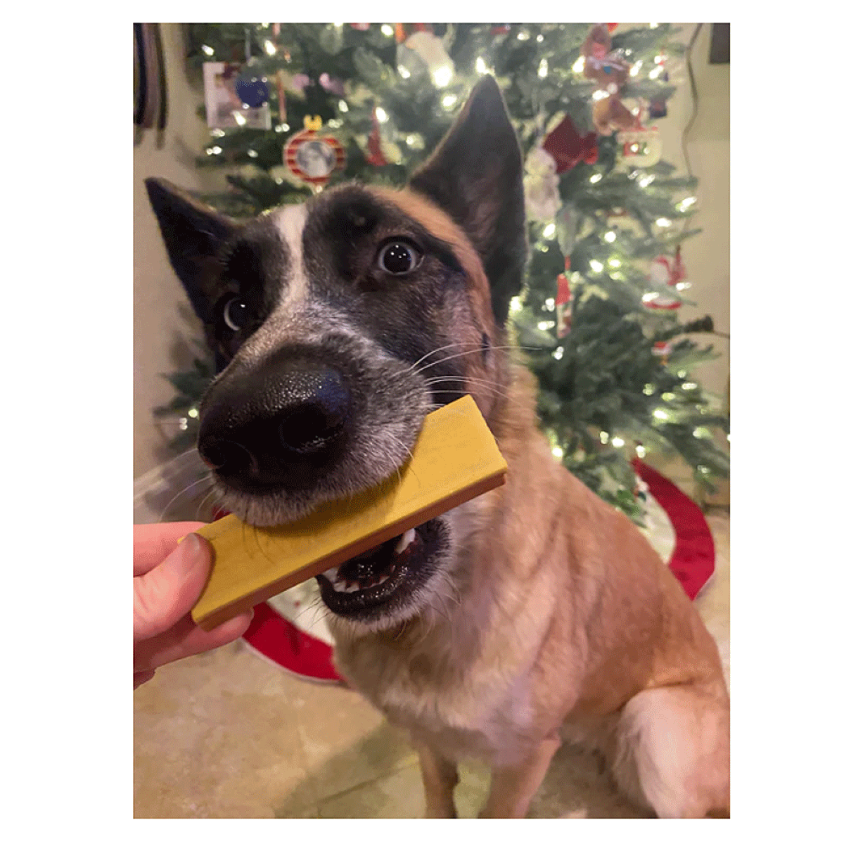 Playful Tail - Wholesale Pet Treats - Dog - Spunky Pup Ice Cream Display 24 Count2