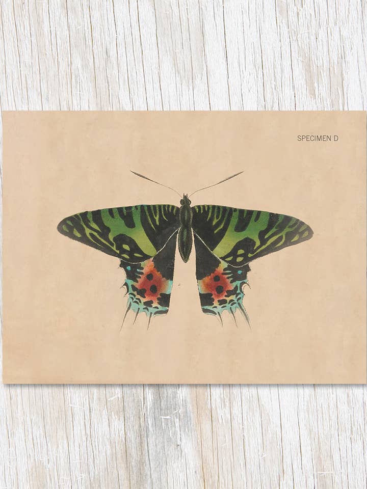 Specimen D Moth Illustration Card (Case of 6) for wholesale by Cognitive Surplus
