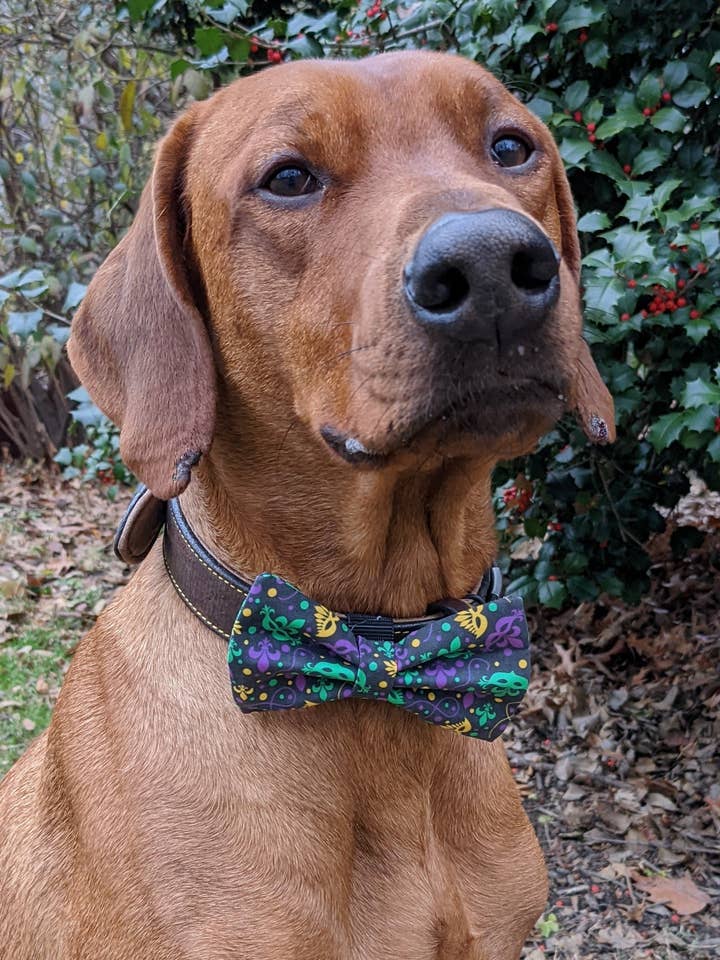 Mardi Gras maskerad fluga för wholesale av Koa's Ruff Life