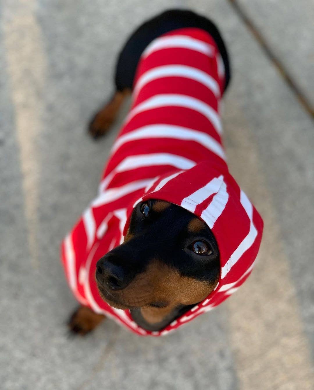 DJANGO - Wholesale Pet Hoodie - Dog - Dog Hoodie - Red2