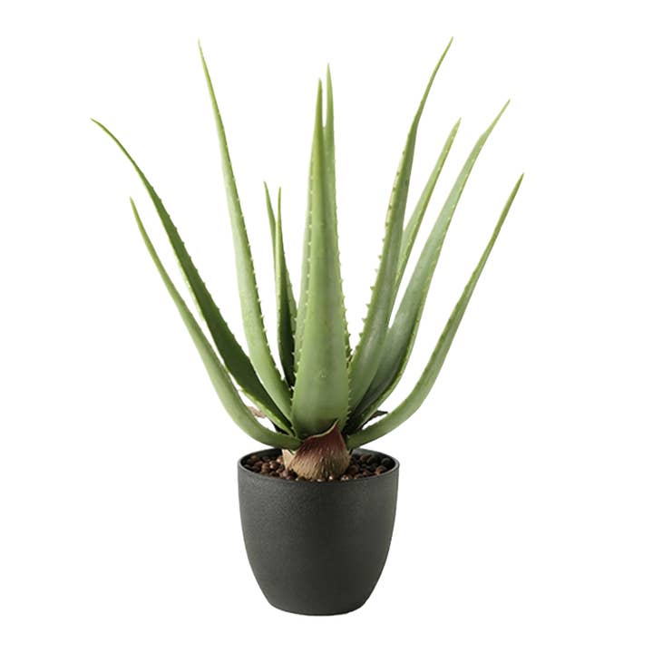 Michael & Philipp Noll e. K. – Engroshandel Kunstig plante – Aloe vera plante, kunstig plante, i sort potte, meget ægte