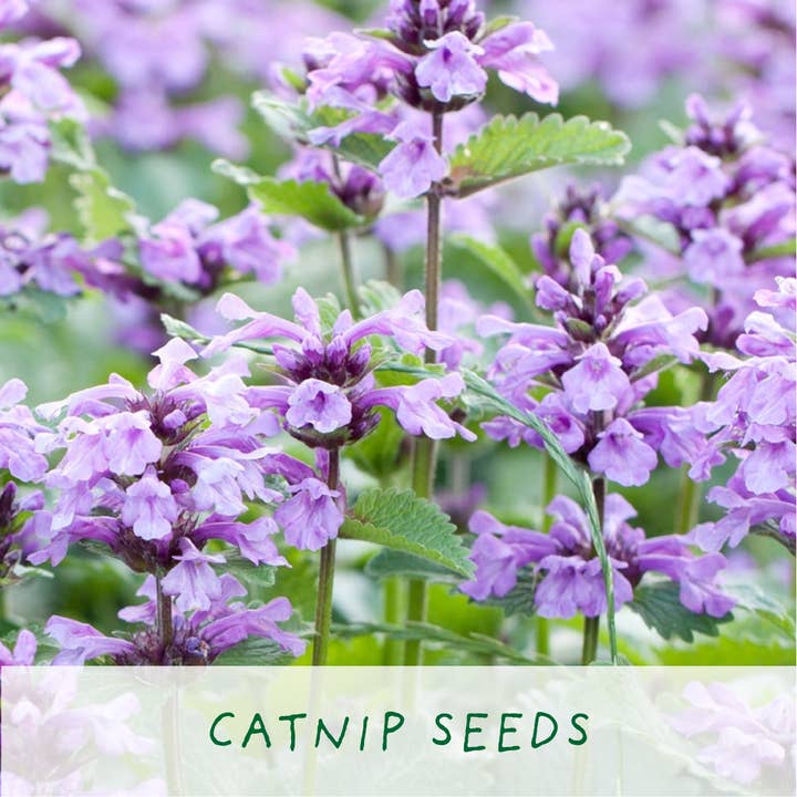 The Plant Gift Co. – wholesale Plant seeds – Grow Cat Treats. Cat Lovers Eco Mini-Grow-Kit3