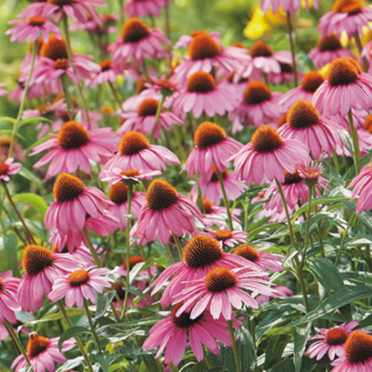 Sow the Magic - Wholesale Plant seeds - Strength in Echinacea Flower Tarot Seed Packet3