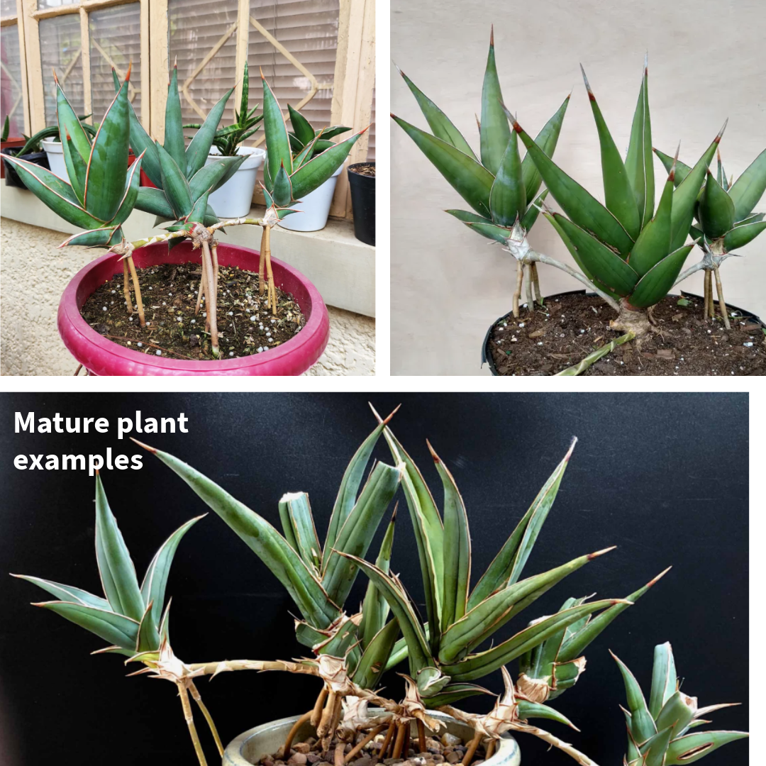 Thorsen's Greenhouse - Wholesale Live Plant - Sansevieria Pinguicula - Walking Snake Plant - 4" Live Plant7