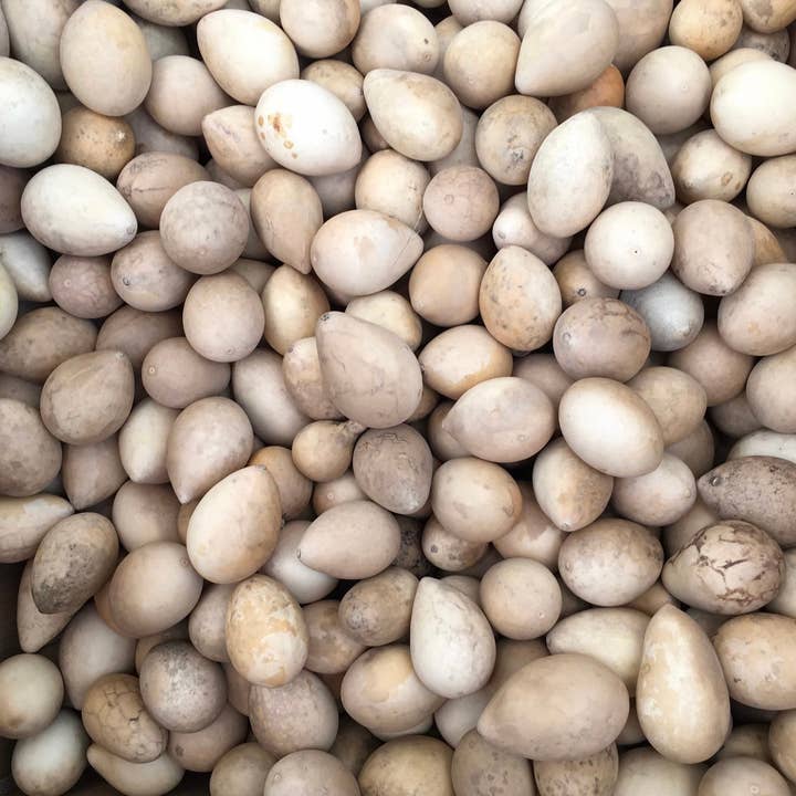 75 zucche all'uovo fatte in casa, pronte per essere pulite per la vendita all'ingrosso da parte di YellowSeventeen