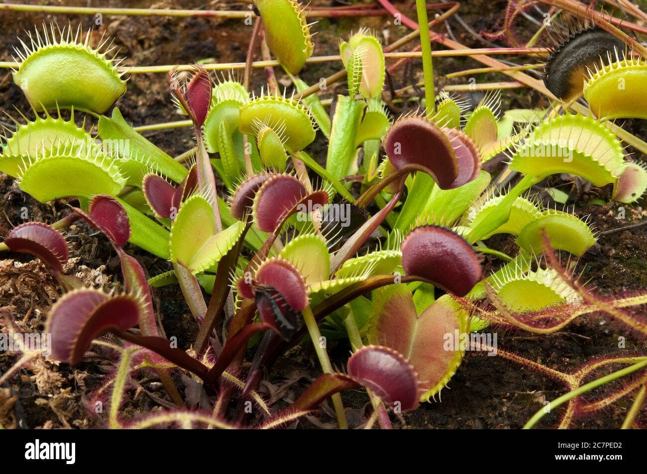 Succulents & Such, Inc. - Wholesale Live Plant - 3" Red Venus Fly Trap (Dionaea Muscipula "Akai Ryu"0