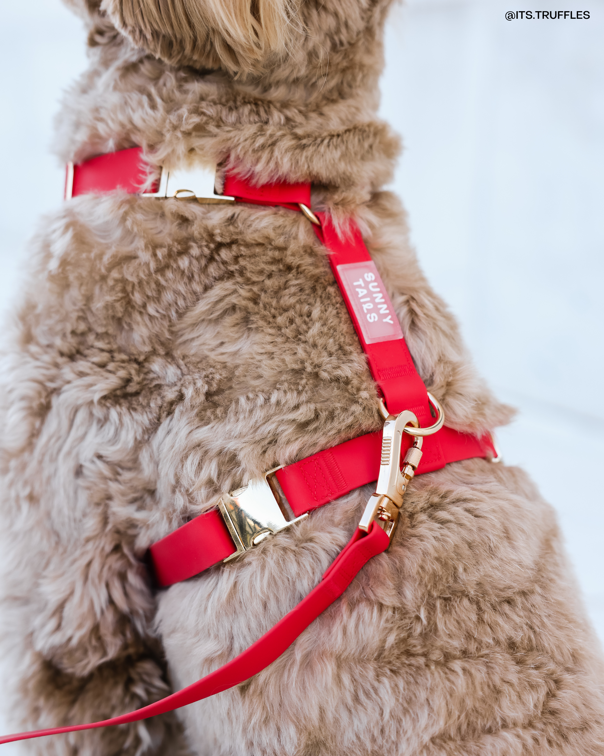 SUNNY TAILS - Wholesale Pet Harness - Dog - Cherry Red Cloud Lite Dog Harness4