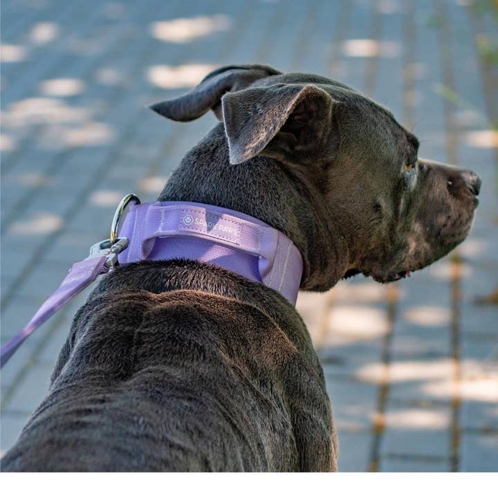 Spark Paws - Wholesale Pet Collar - Dog - Tactical Dog Collar - Lilac (2"/5cm)4