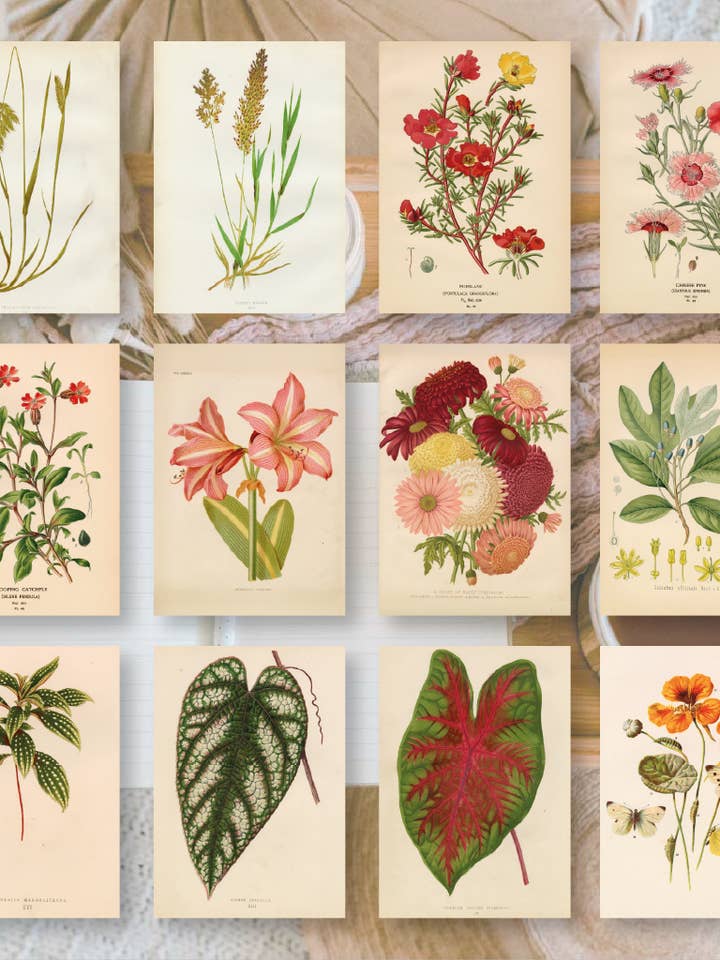 Botánicos I papel efímero | 7,4 x 10,5 cm | 3×8 diseños para venta al por mayor de Plan & Plot Studio