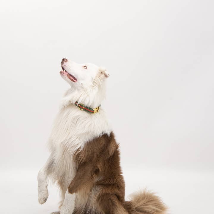 My Cavalier AB - Wholesale Pet Collar - Dog - Collar LUX2