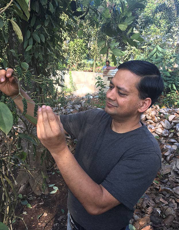 Pure Indian Foods - Wholesale Pepper/Peppercorns - Tellicherry Special Extra Bold Peppercorns, Organic6