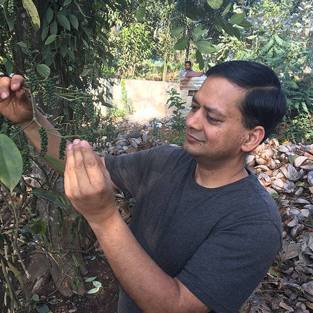 Pure Indian Foods - Wholesale Pepper/Peppercorns - Tellicherry Special Extra Bold Peppercorns, Organic6