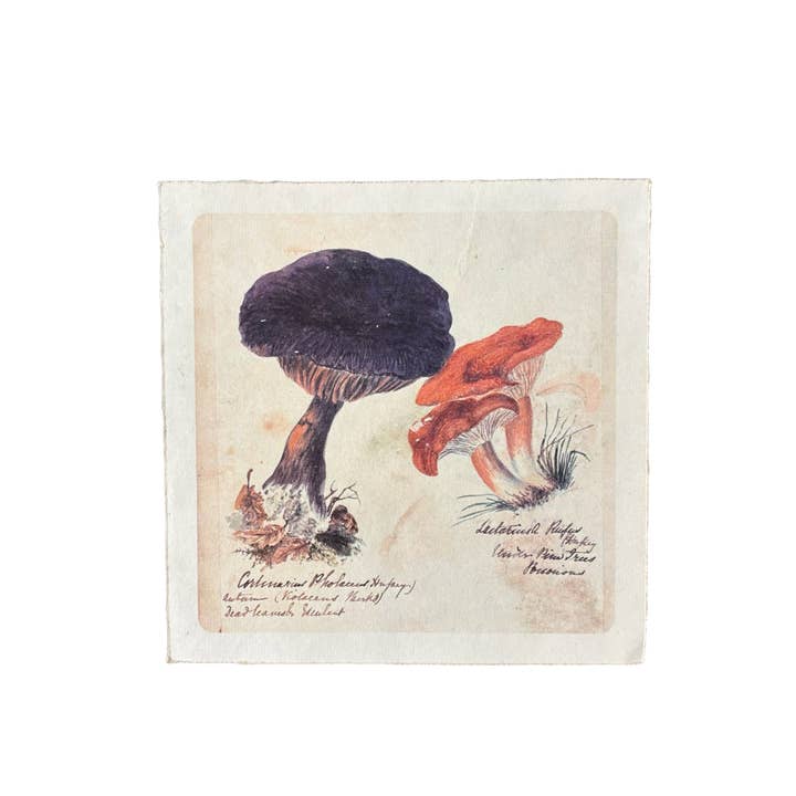 8"x8" Shroom Trio - Flora & Fauna Collection for wholesale by Sugarboo & Co