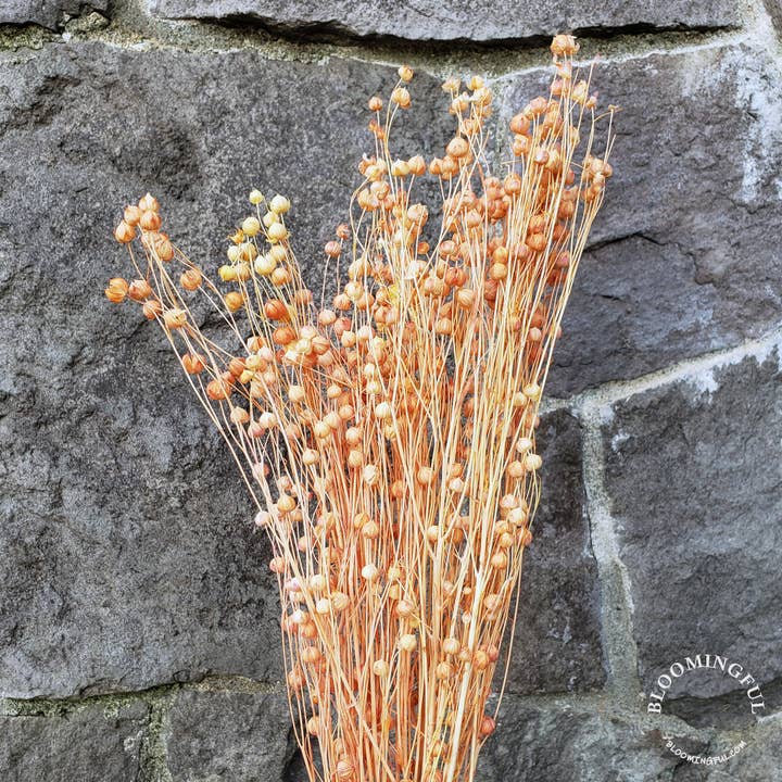 Flax Linum Flowers - Orange (022) for wholesale by BLOOMINGFUL.COM