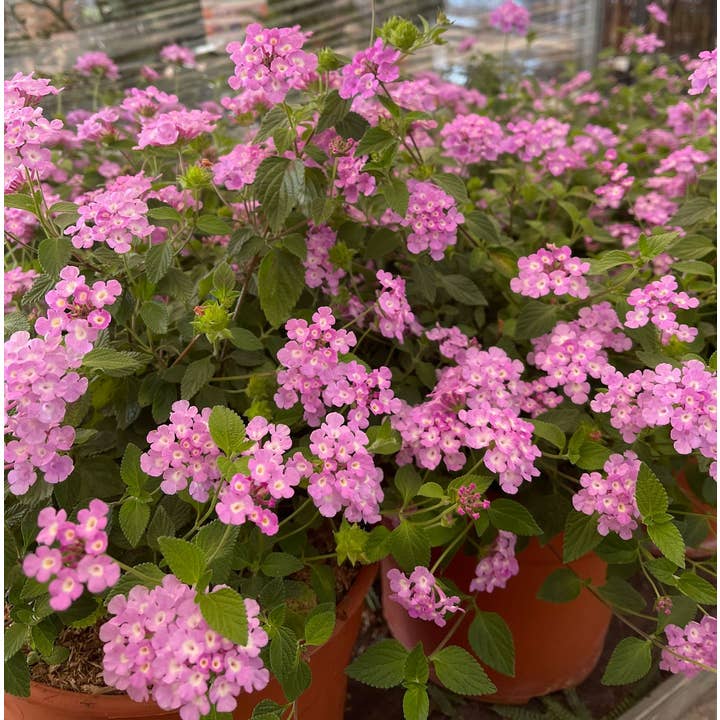 Lantana Delicatissima Violeta para venta al por mayor de VIVERCID