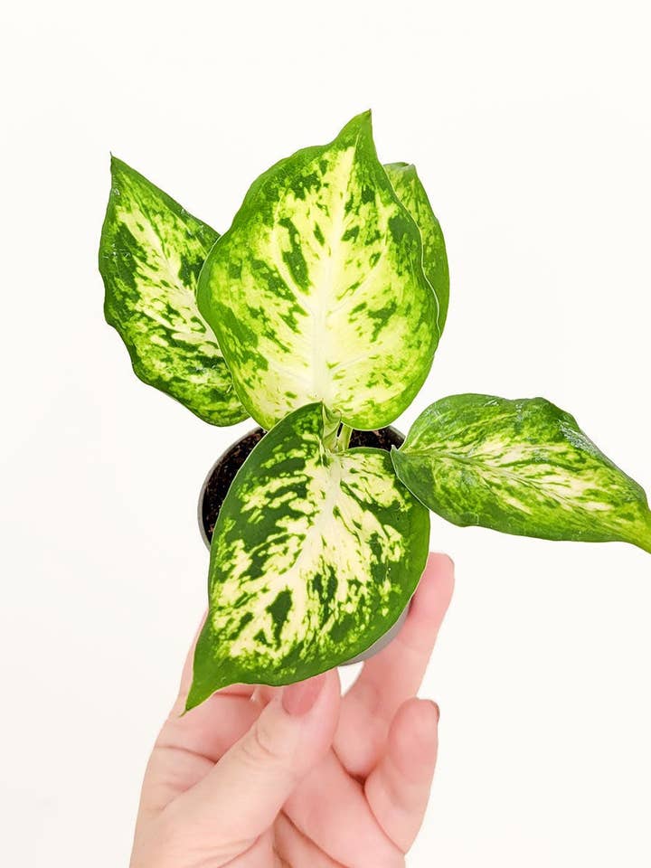 Dieffenbachia Maculata Amy för wholesale av Miniplanta