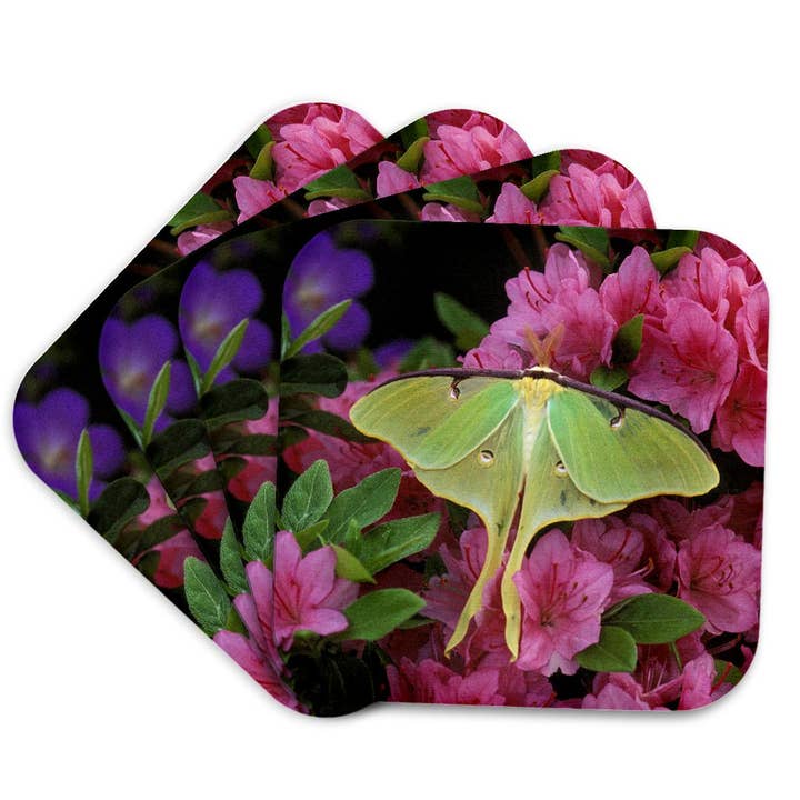 3dRose - Wholesale Coasters - 3dRose, USA, Pennsylvania, Luna moth insect, pink azaleas - US39 BJA0010 - Jaynes Gallery, Coaster7