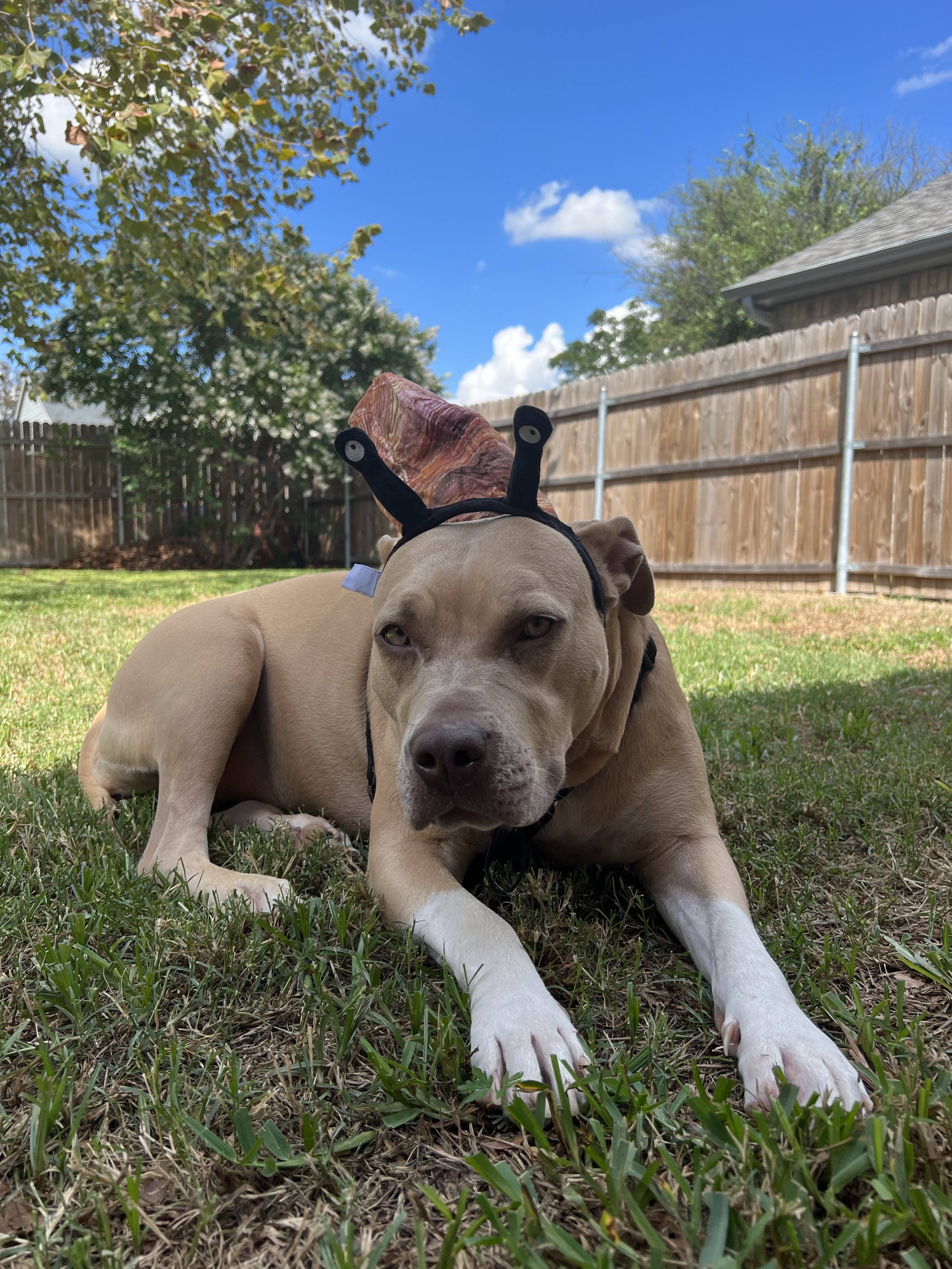 Midlee Designs – Engroshandel Kæledyrskostume – Hund – Midlee Snail Halloween pandebånd og shell hund kostume7