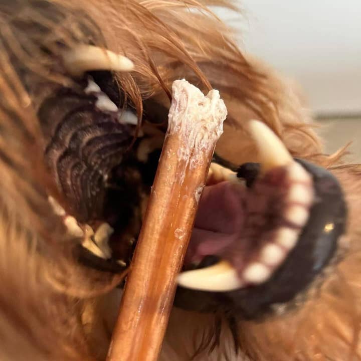Dibo Pet Foods - Wholesale Pet Treats - Dog - Bully Stick – Low Odor Pizzle – STANDARD - 6"