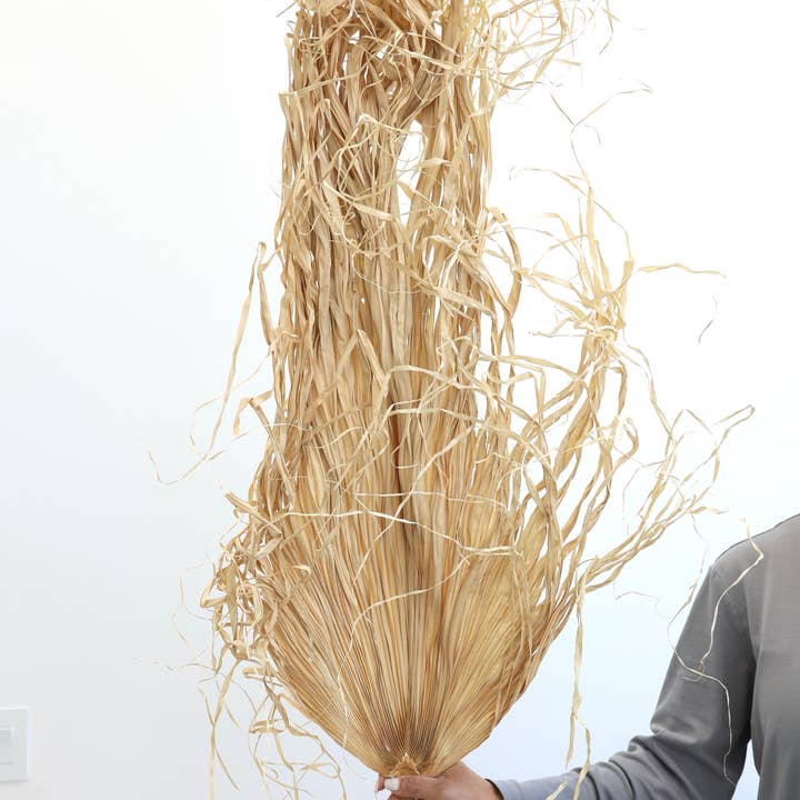 FlowerFantaSee - Wholesale Dried/Pressed Flowers - Giant Palm Leaf 4