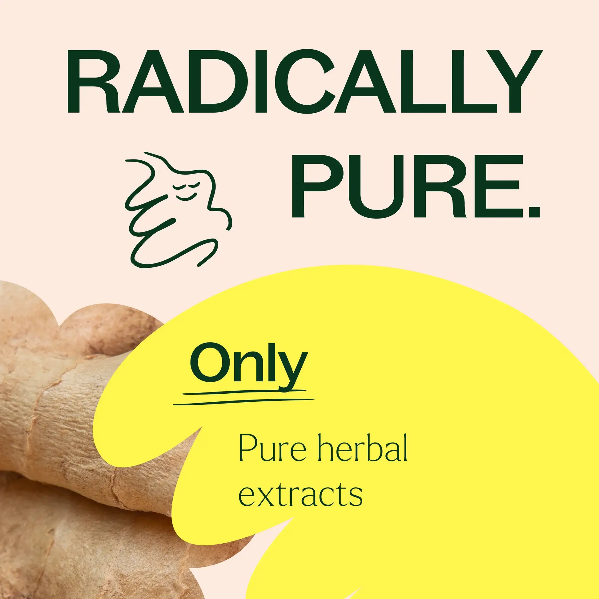 Plant Therapy – Engroshandel Kosttilskud og vitaminer – Ingefærrod urtetilskud kapsler-120 kapsler 7