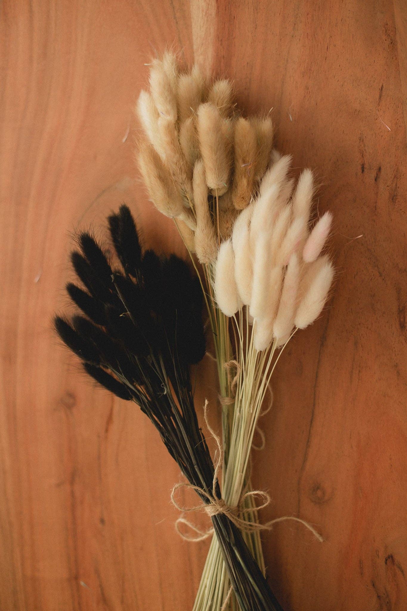 Eucalypt Co. - Venta al por mayor Flores secas/prensadas - Colas de conejo preservadas1