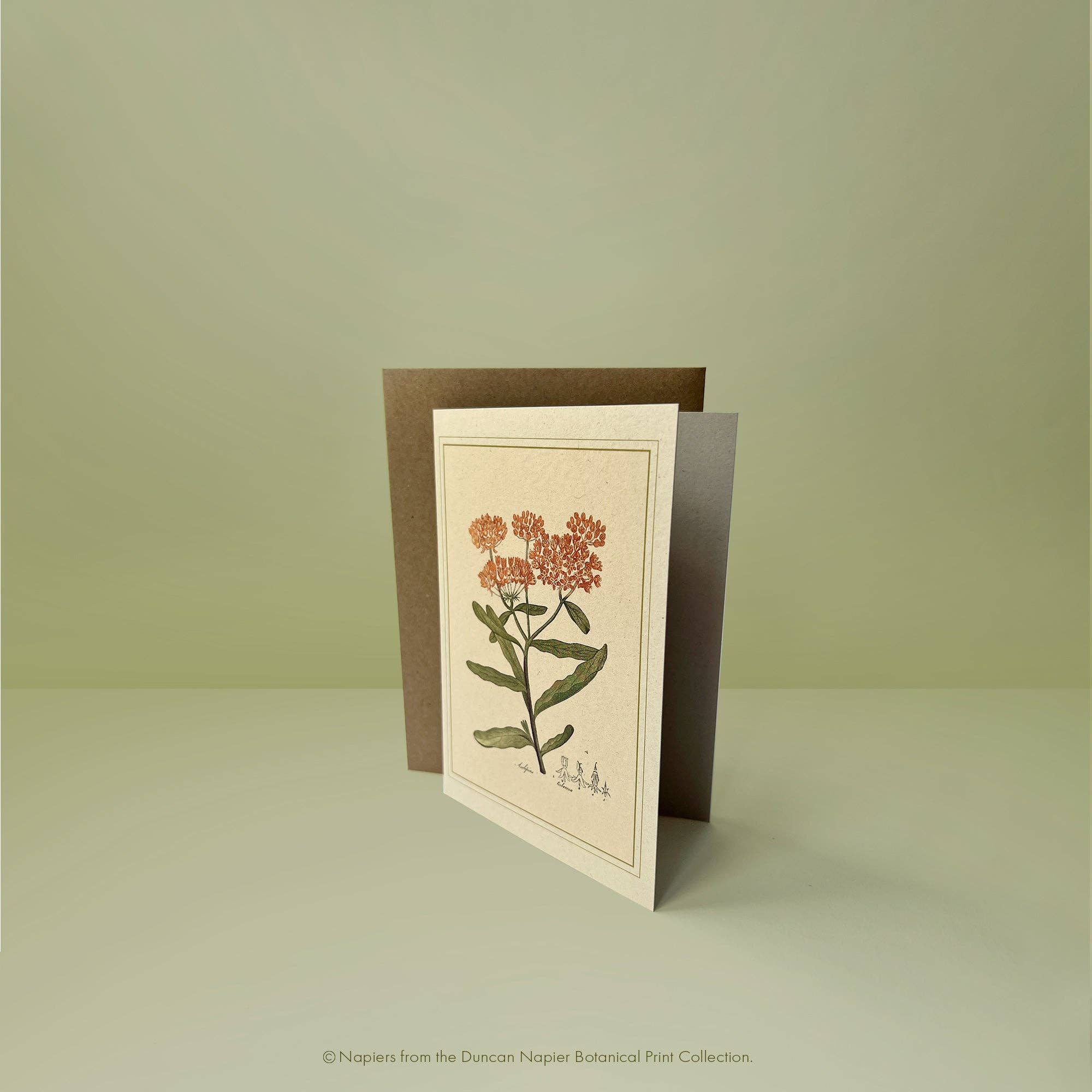 Napiers – wholesale Art print – Napiers Botanical Prints4