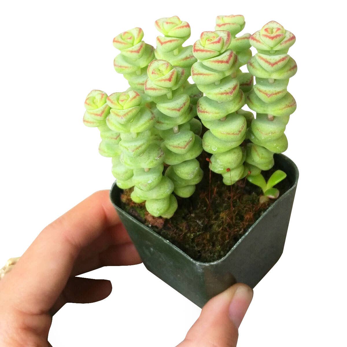 Best Plant Friend - Wholesale Succulent - Crassula Baby Necklace - Live Succulents Plant 2/4 inch Pot3