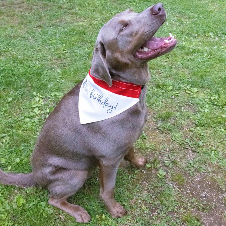 Pavilion - Wholesale Pet Bandana - Dog - It's My Birthday - 12" x 8" Canvas Slip on Pet Bandana1