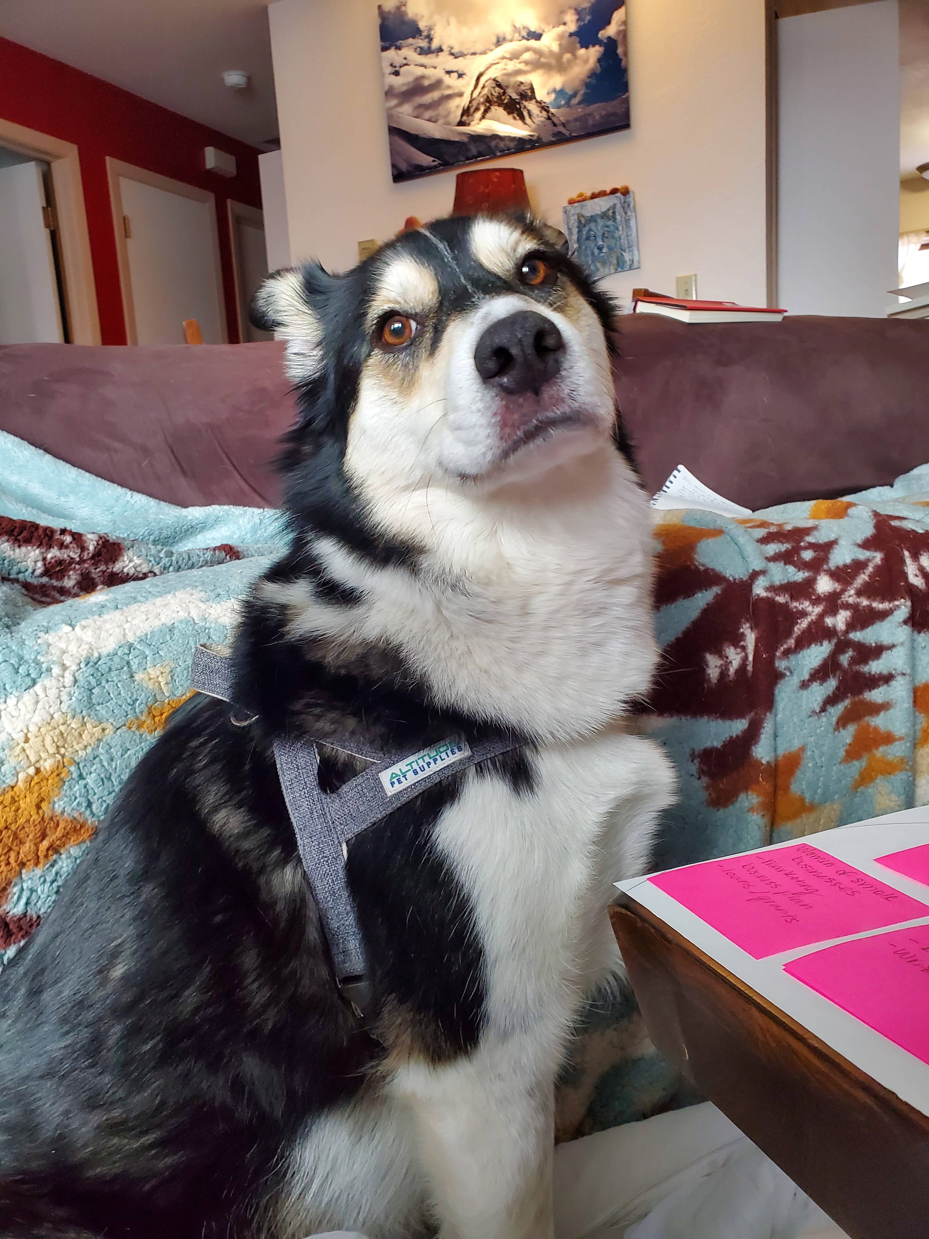 Altitude Pet Supplies - Wholesale Pet Harness - Dog - Hemp Dog Harness3