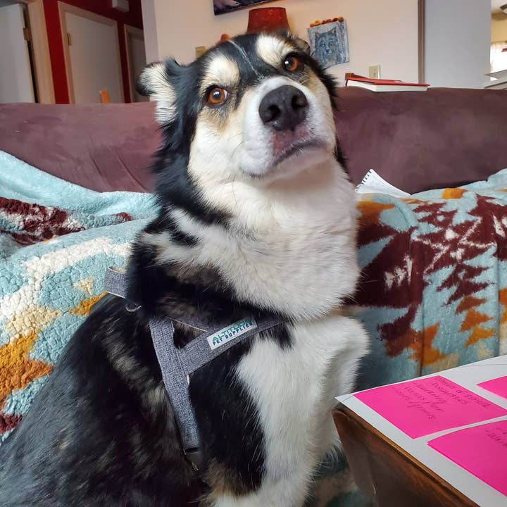 Altitude Pet Supplies - Wholesale Pet Harness - Dog - Hemp Dog Harness3