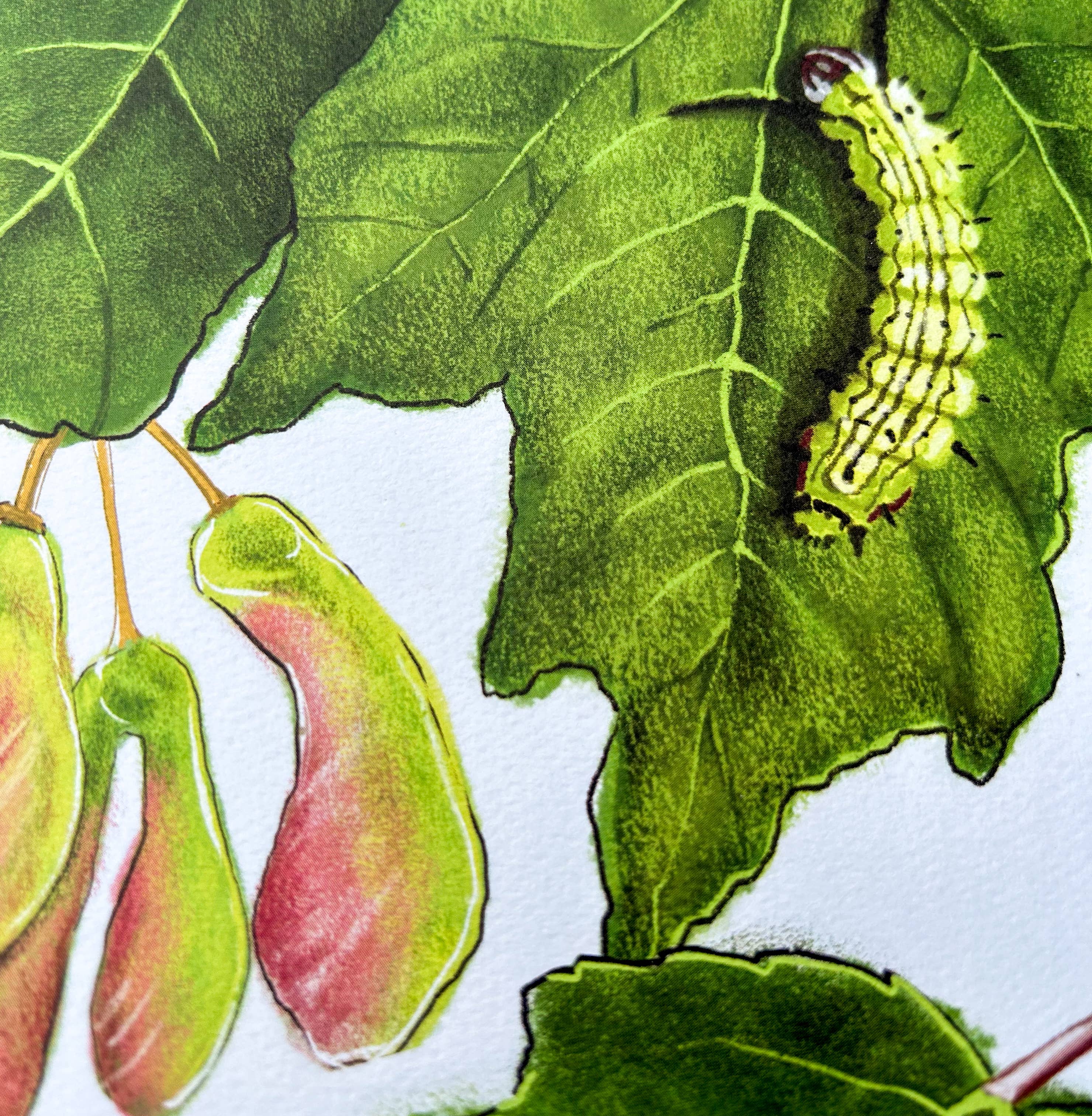 Moss and Mineral - Wholesale Art Print - Rosy Maple Moth and Red Maple, Botanical Illustration2