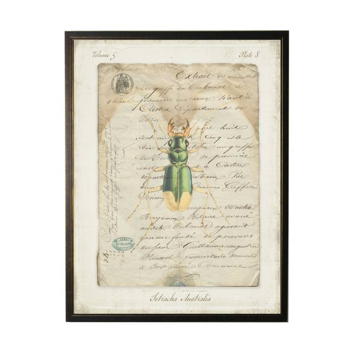 Bug C On French Vintage Bookplate for wholesale by Antique Curiosities Inc