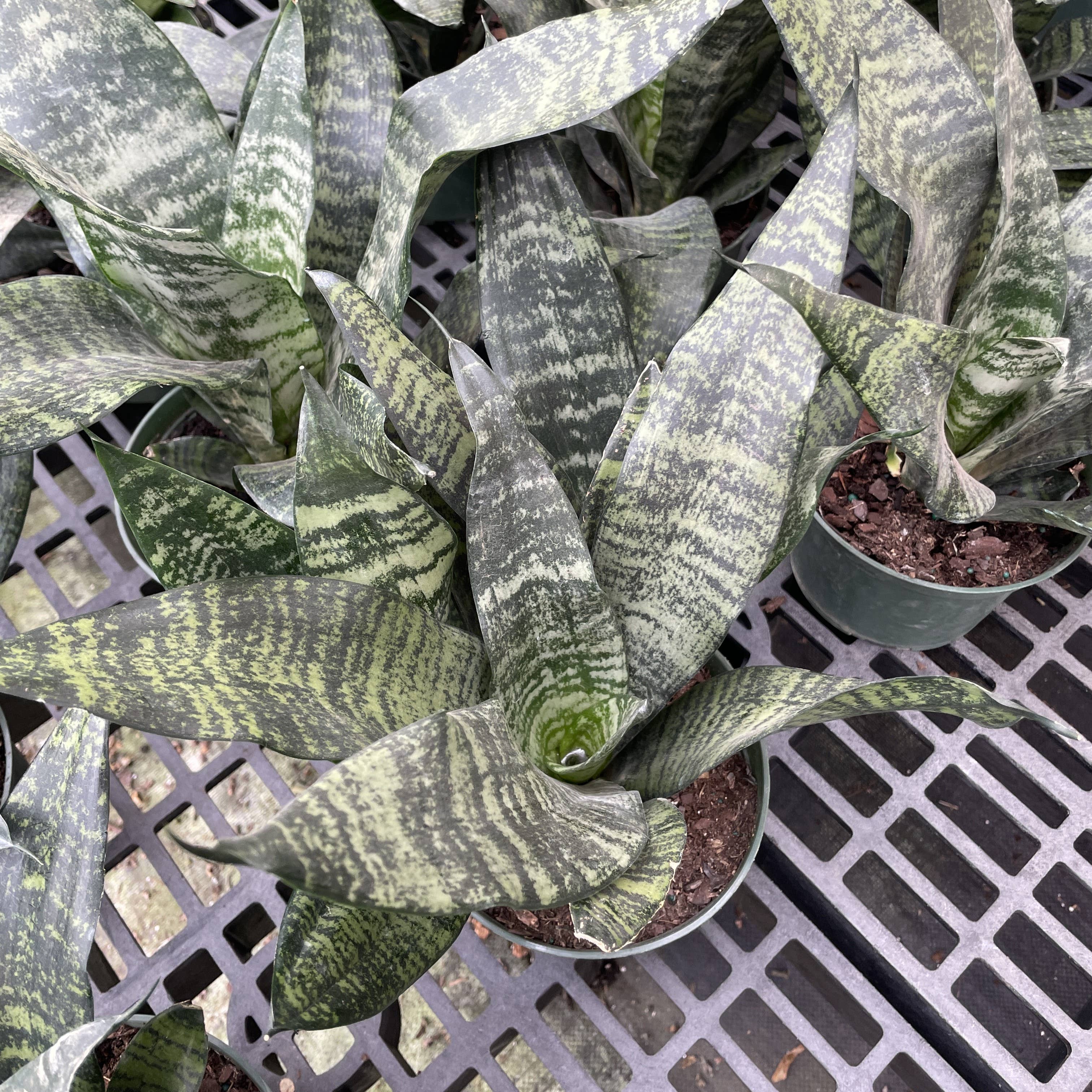 Thorsen's Greenhouse - Vente Plante - Snake 'Zeylancia', plante serpent - Plante vivante3