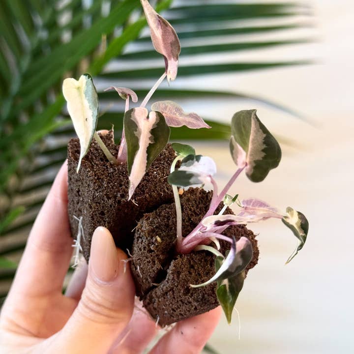 PlantTheStudio - Wholesale Live Plant - Alocasia Bambino Variegated