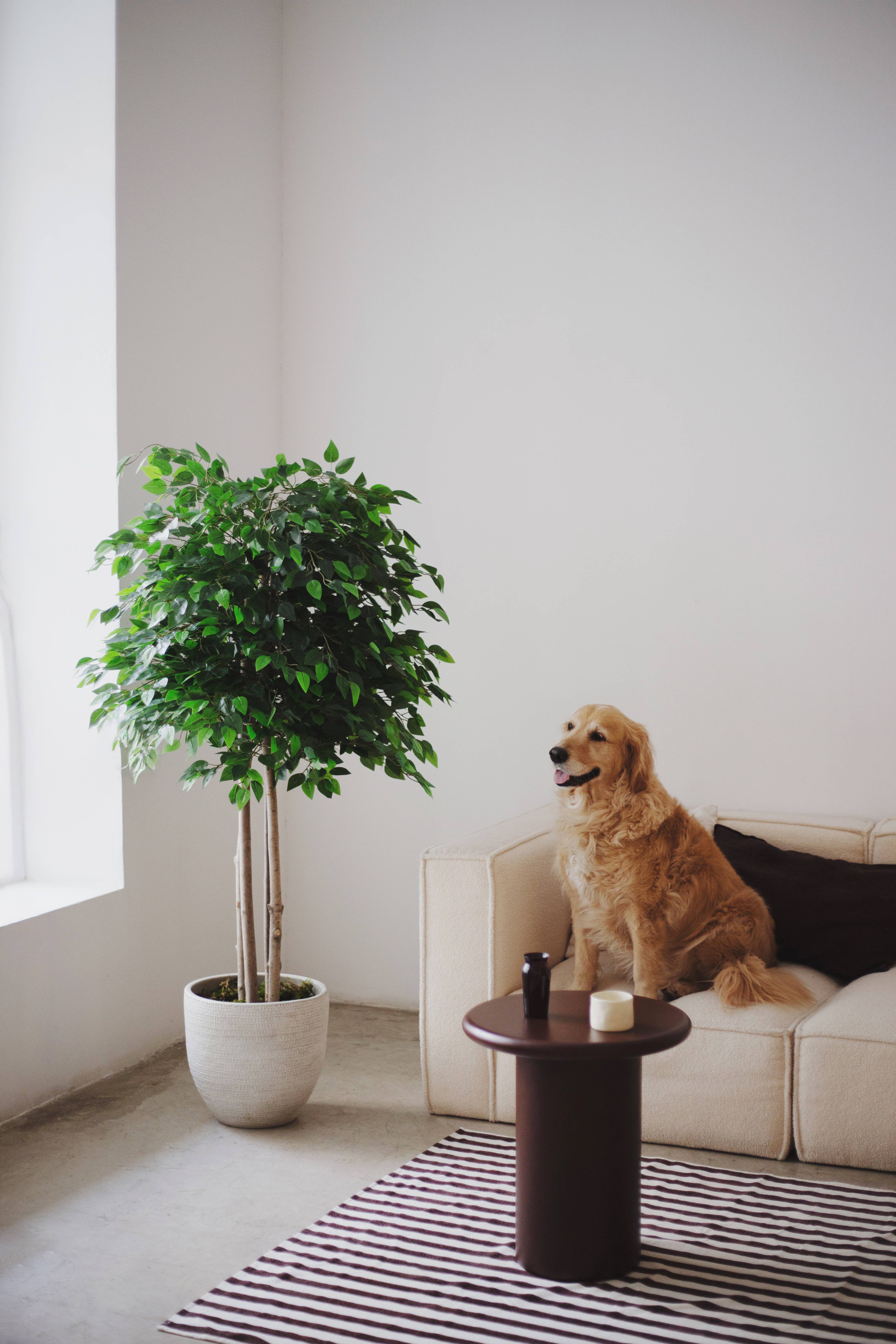 Maia Shop: No Duties for the US - Wholesale Artificial Plant - 6.5' Artificial Ficus Tree 1