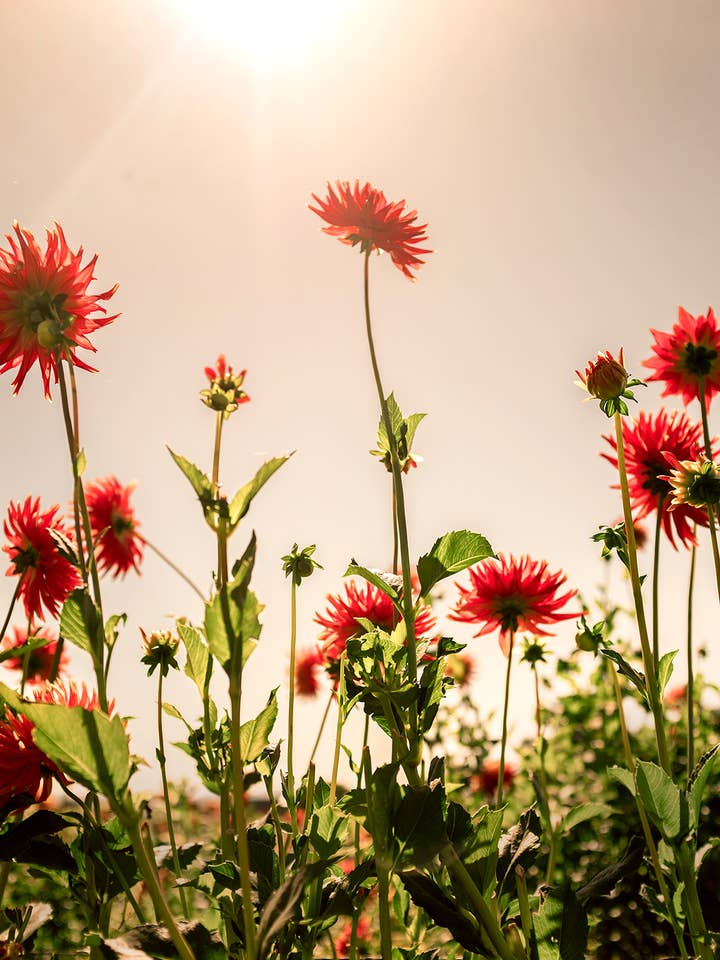 Flora nº 14 para venta al por mayor de Wilder California