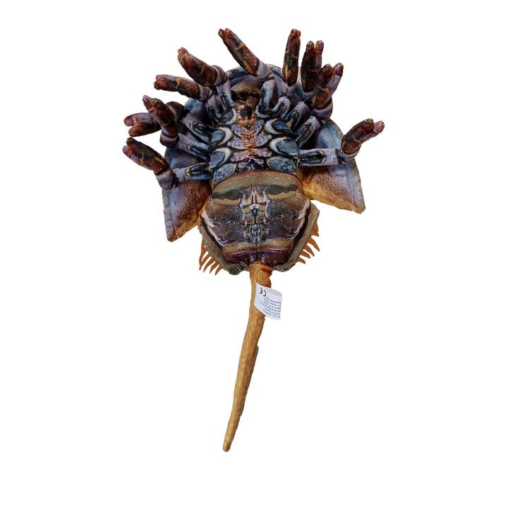 Texas Toy Distribution - Wholesale Stuffed/Plush Toy - Kids & Baby - Horseshoe Crab 17.75" Plush Aquatic Stuffed Animal