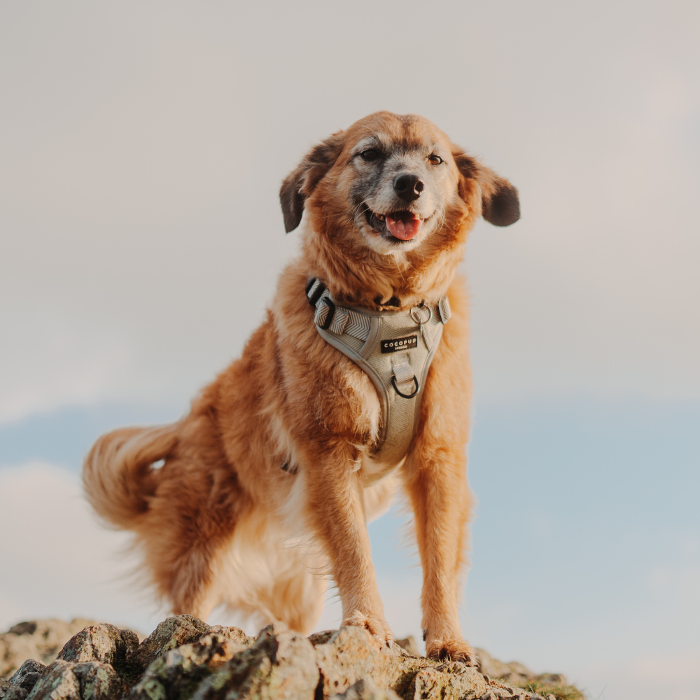 Cocopup London - Wholesale Tuig voor huisdieren - Hond - Verken Harness - Salie Tweed24