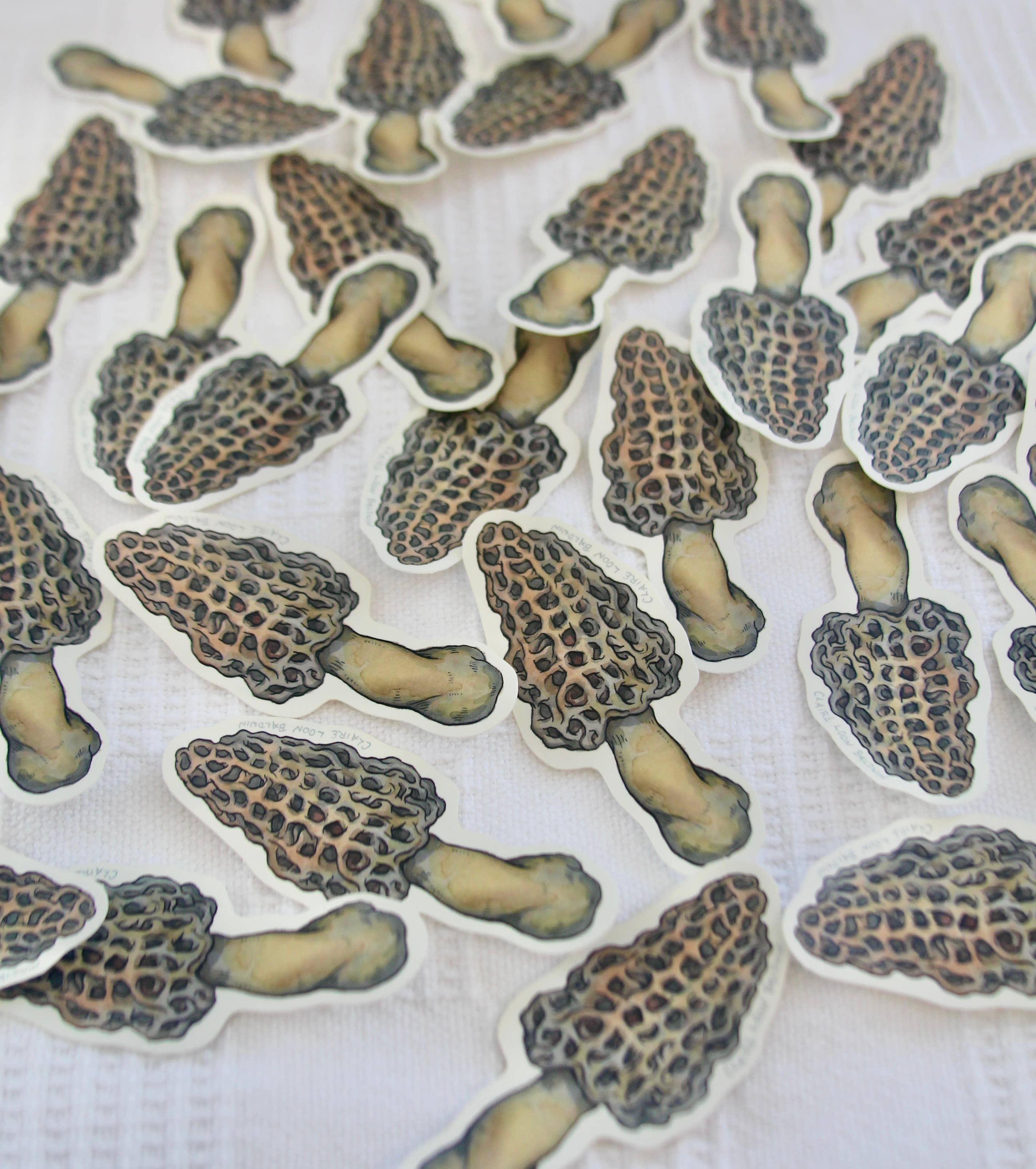 Claire Loon Baldwin Illustration - Wholesale Sticker - Morel Mushroom Sticker1