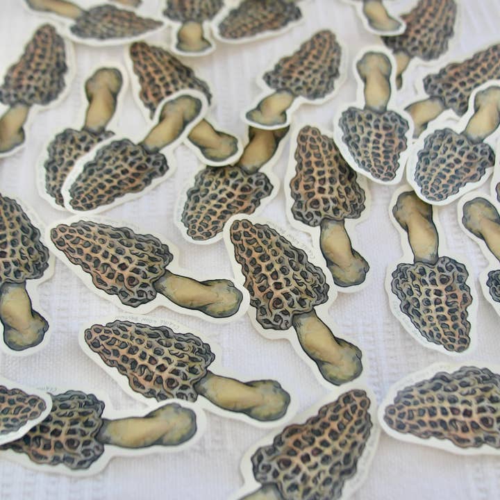 Claire Loon Baldwin Illustration - Wholesale Sticker - Morel Mushroom Sticker1